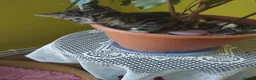 Mixed Breed cats for sale: Three little girls - Advert 4