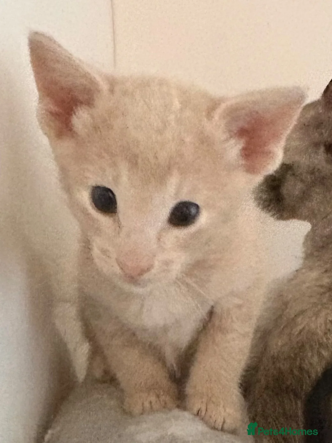 Oriental cats for sale: GCCF registered Oriental kittens  - Advert 1