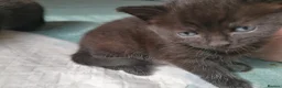 Domestic Shorthair cats for sale: 3 adorable kittens for sale  - Advert 31