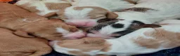 Cocker Spaniel dogs for sale: kc show cocker spaniels  - Advert 15