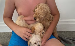 Poochon dogs for sale: Poochon puppy’s  - Image 12