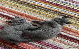 British Shorthair cats for sale: 4 Gorgeous chunky British shorthair kittens  - Image 13