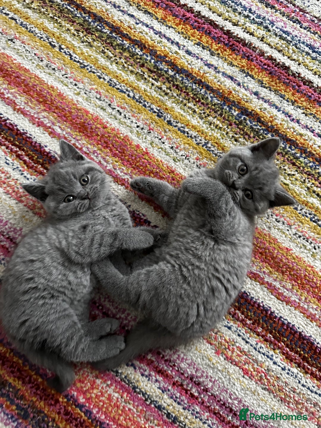 British Shorthair cats for sale: 4 Gorgeous chunky British shorthair kittens  - Image 13