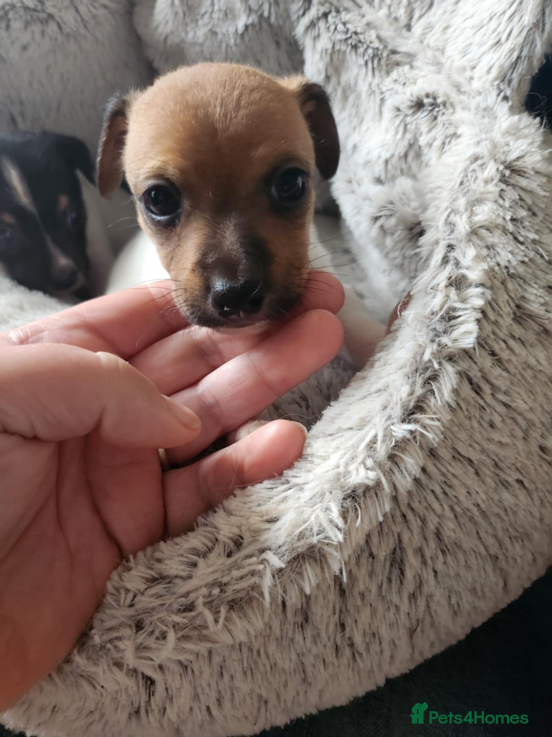 Jack Russell dogs for sale: 4 Beautiful Jack Russell puppies for sale - Image 9