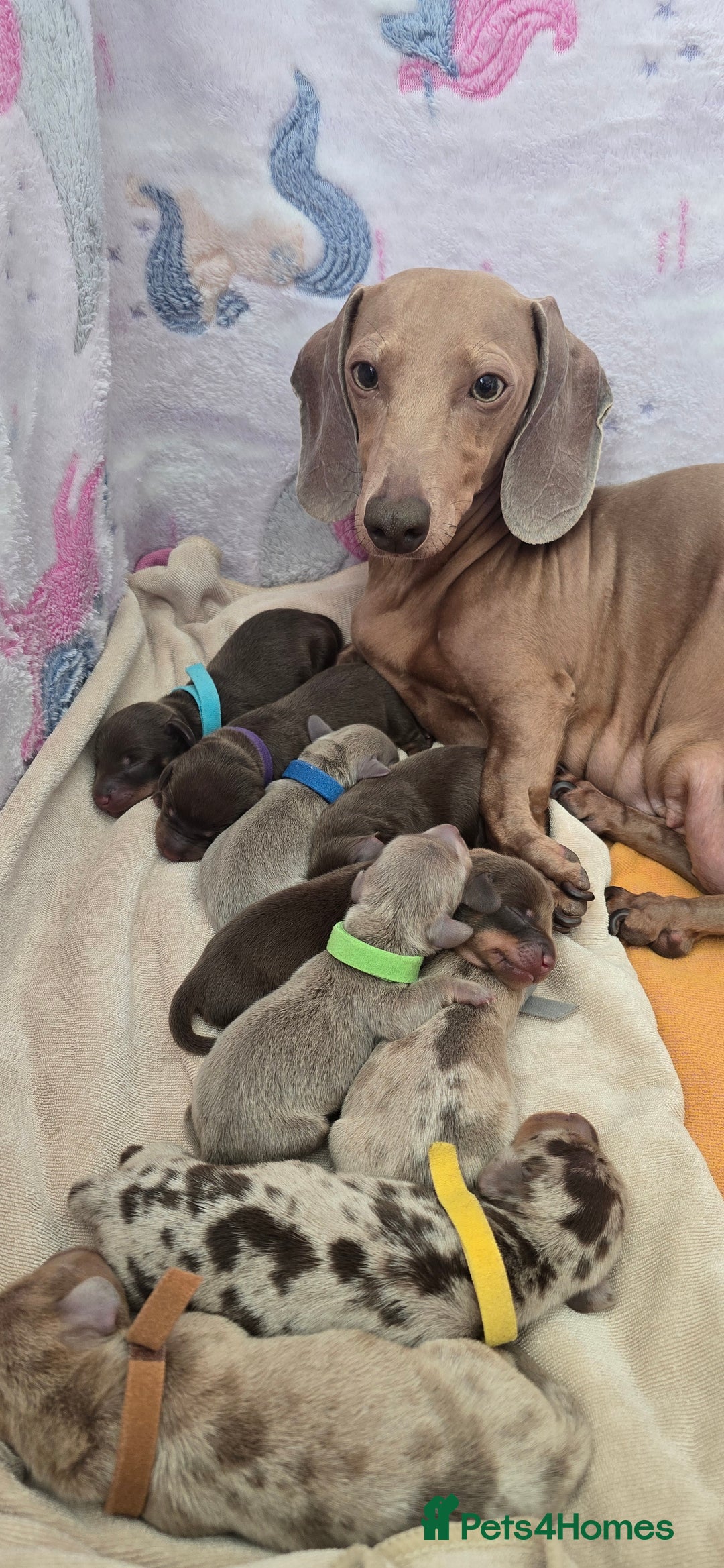 Miniature Dachshund dogs for sale: KC registered miniature Dachshund 🐶  - Advert 28