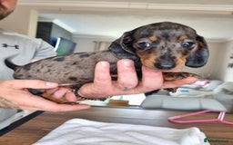 Dachshund dogs for sale: 4 beautiful miniature dachshunds. - Image 6