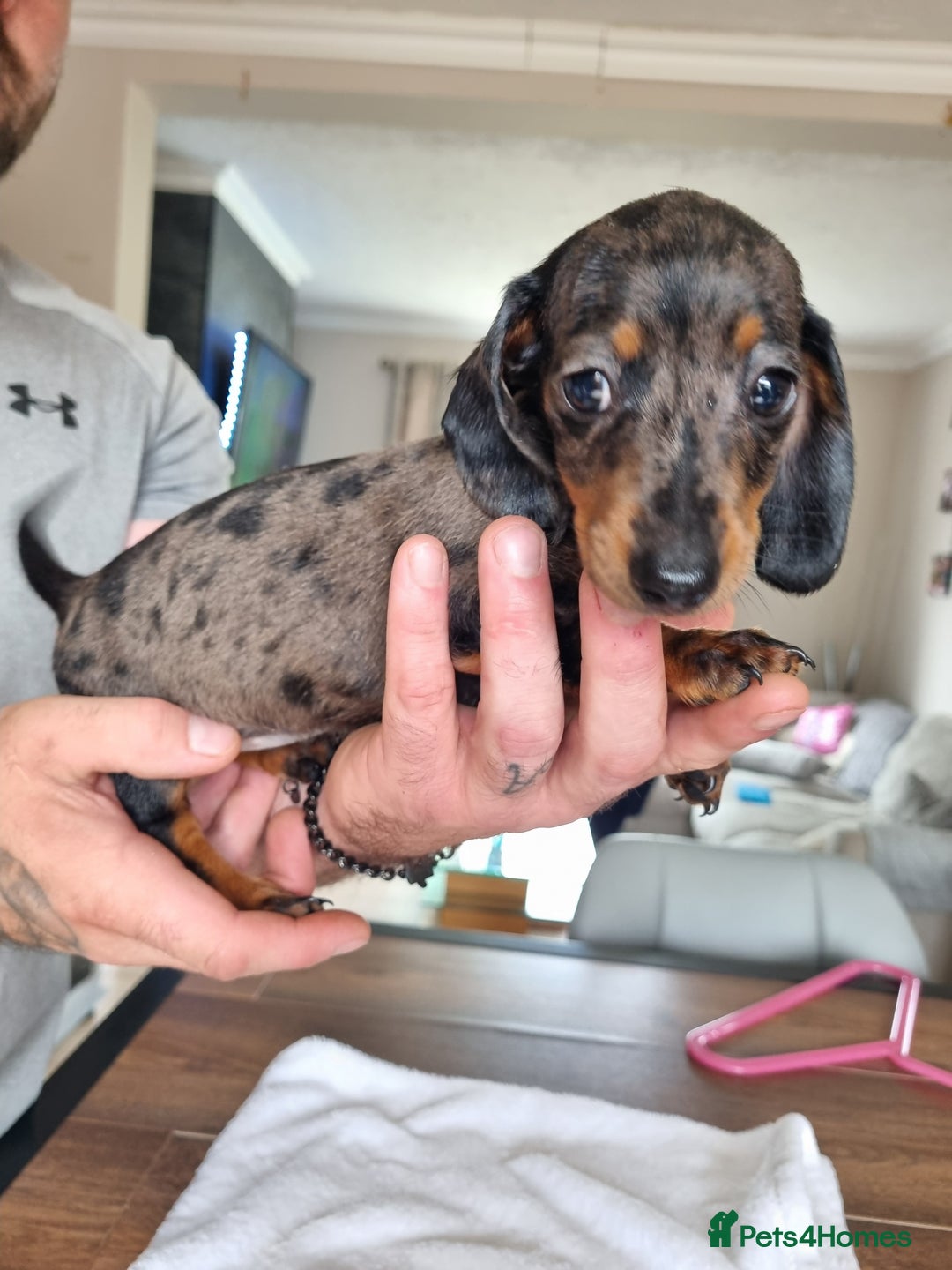 Dachshund dogs for sale: 4 beautiful miniature dachshunds. - Image 6