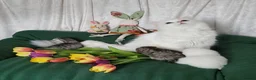 British Longhair cats for sale: British Longhair and Shorthair. Pure white.HEALTHY - Advert 18