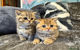 British Shorthair cats for sale: Stunning Golden kittens  - Image 10