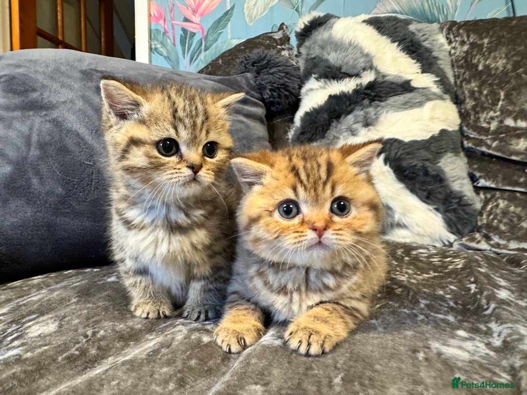 British Shorthair cats for sale: Stunning Golden kittens  - Image 10