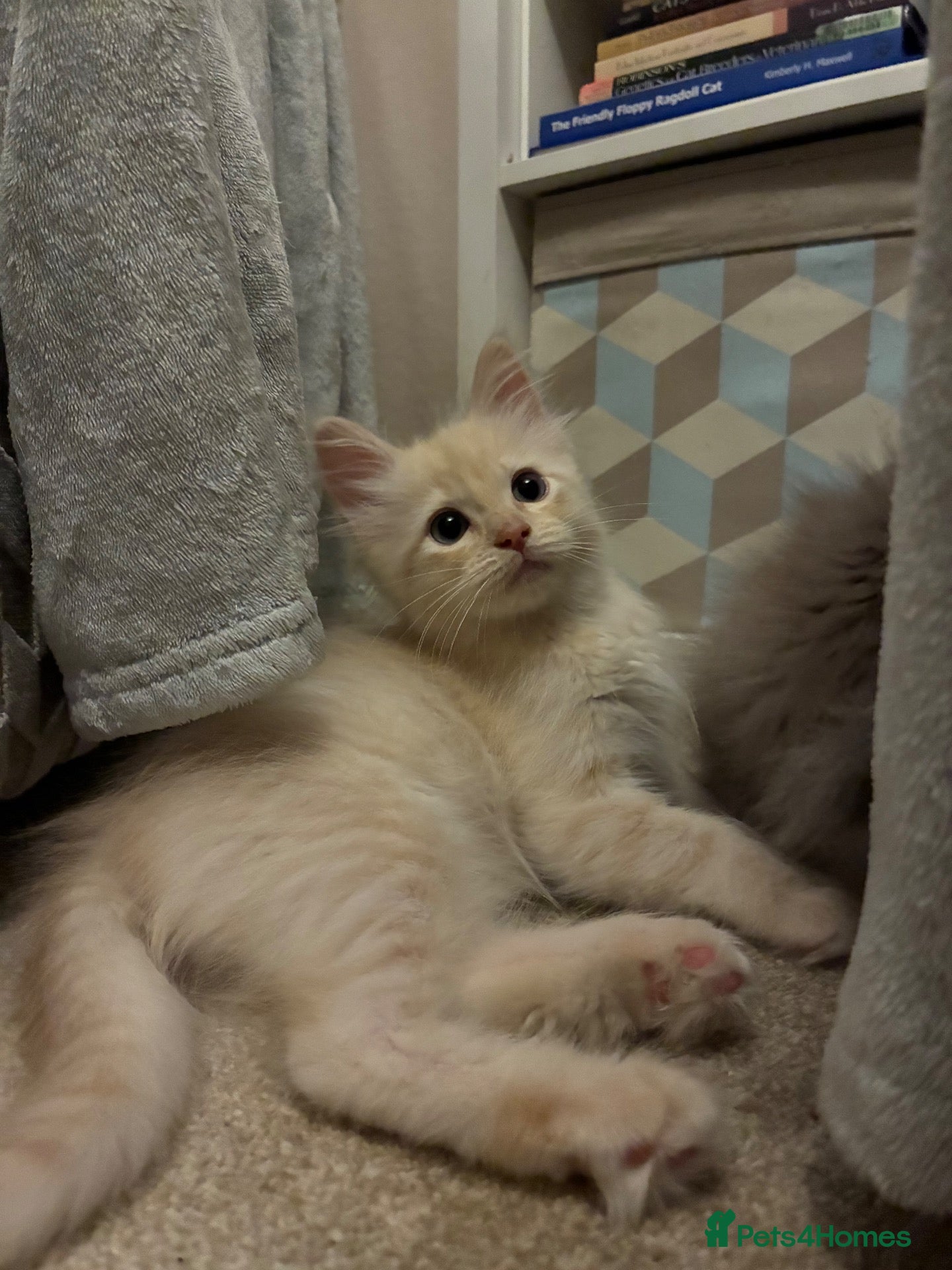 Ragdoll cats Pedigree registered mink /sepia Ragdolls - Advert 1