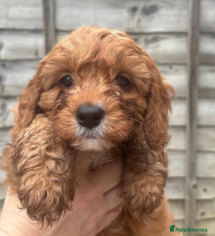 Cavapoo dogs Beautiful Cavapoo pups - Advert 1
