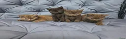 British Shorthair cats for sale: Gccf registered pure british shorthair kittens - Advert 11
