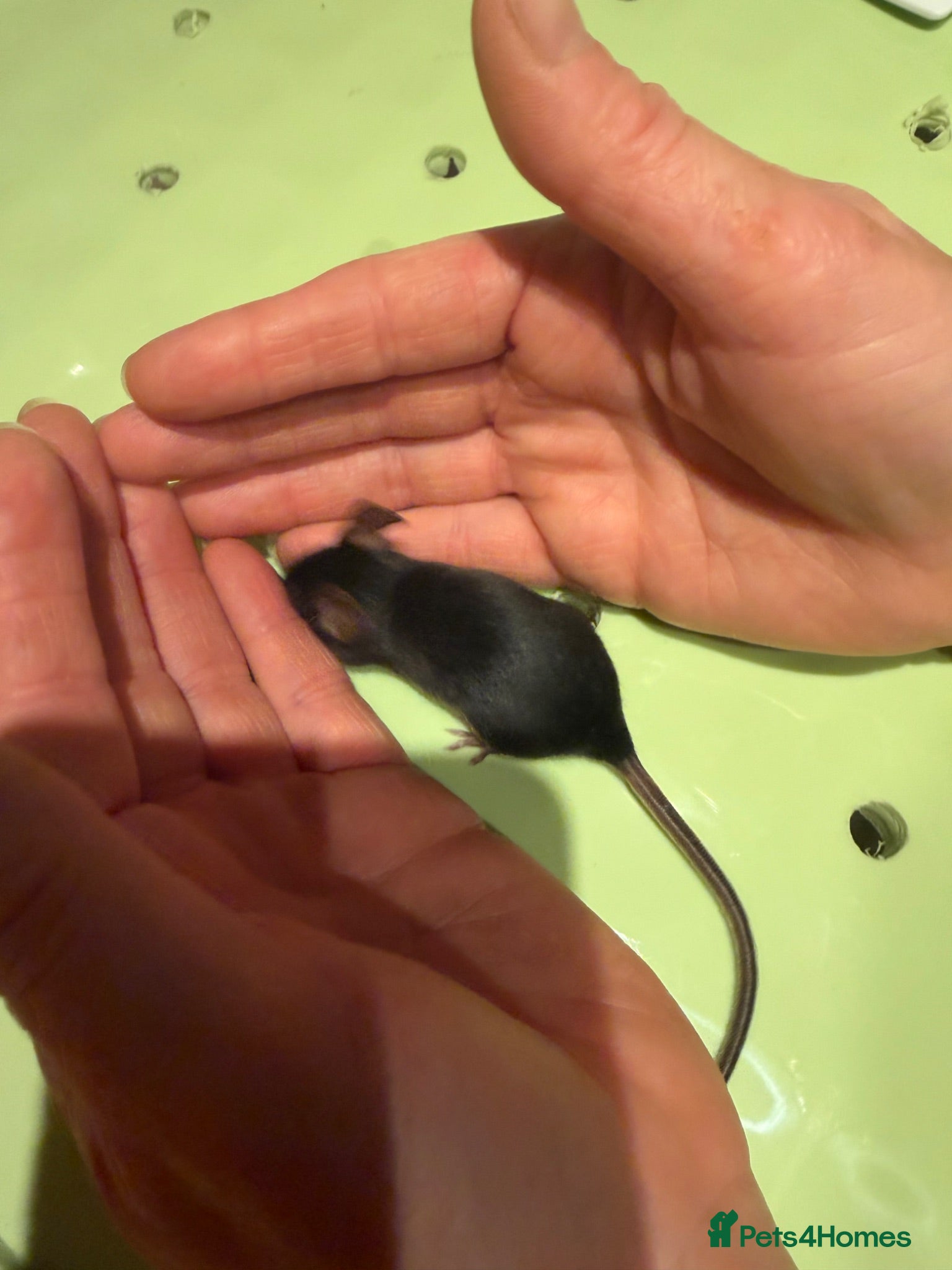 Mouse rodents Fancy mice - Advert 2