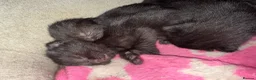 Norwegian Forest Cat cats for sale: Beautiful half Norwegian forest kittens - Advert 12