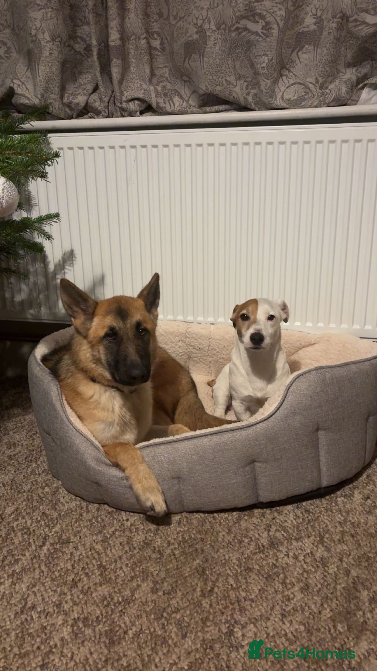 German Shepherd dogs Skye German shepherd  - Advert 1