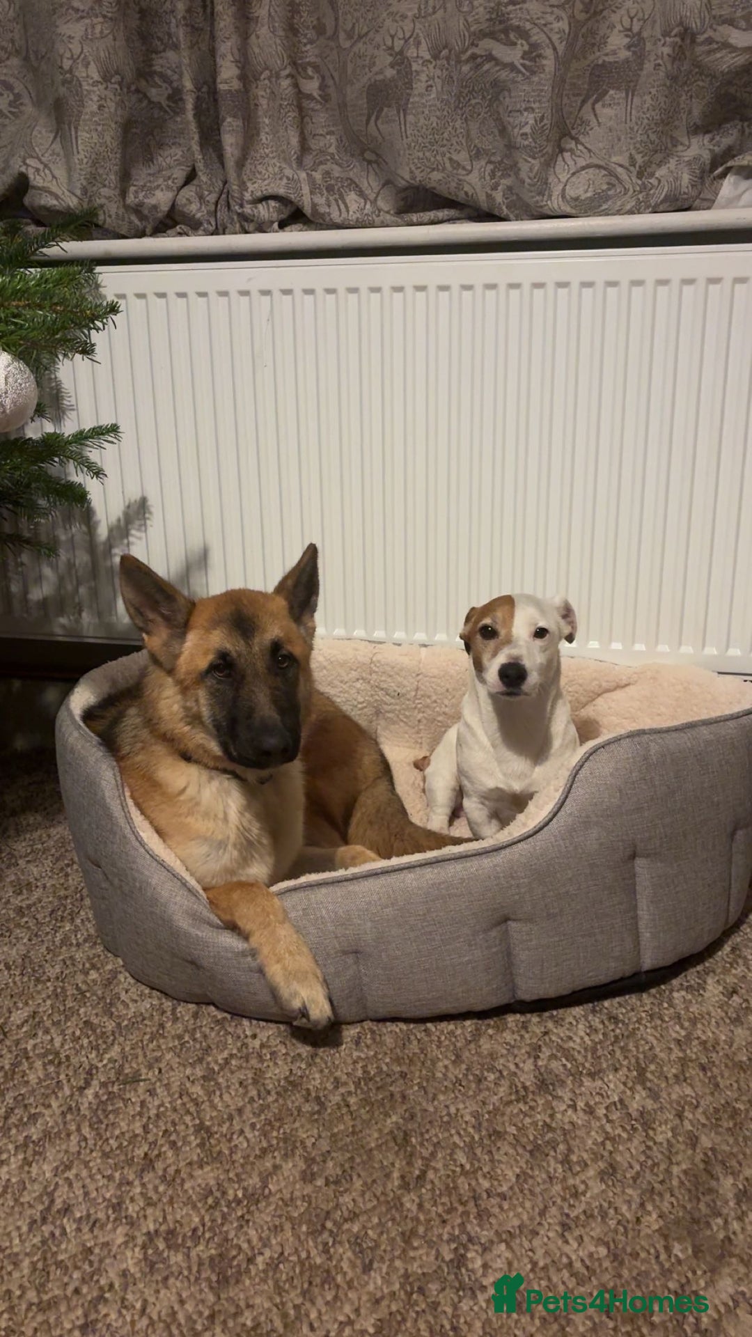 German Shepherd dogs for sale: Skye German shepherd  - Advert 1