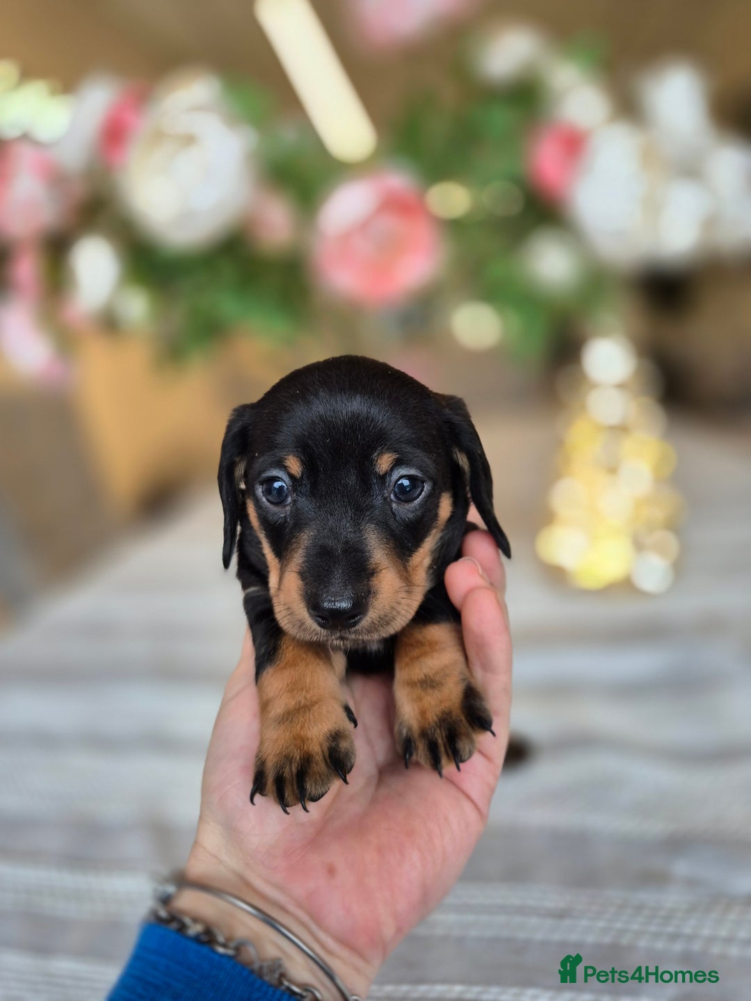 Dachshund dogs for sale: 💙Miniature Dachshund puppies! First litter!🩷  - Advert 22