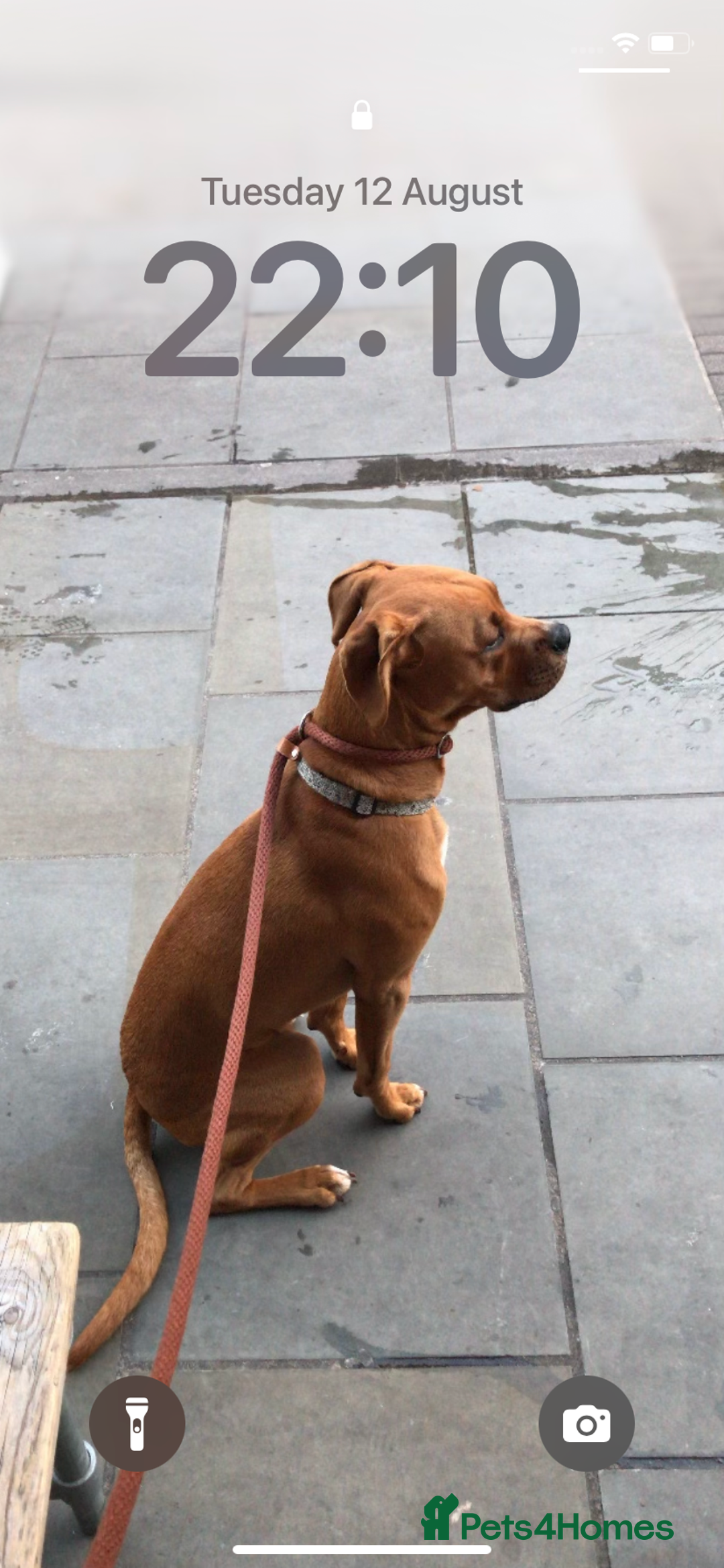 Mixed Breed dogs for stud: Rouge  - Advert 3