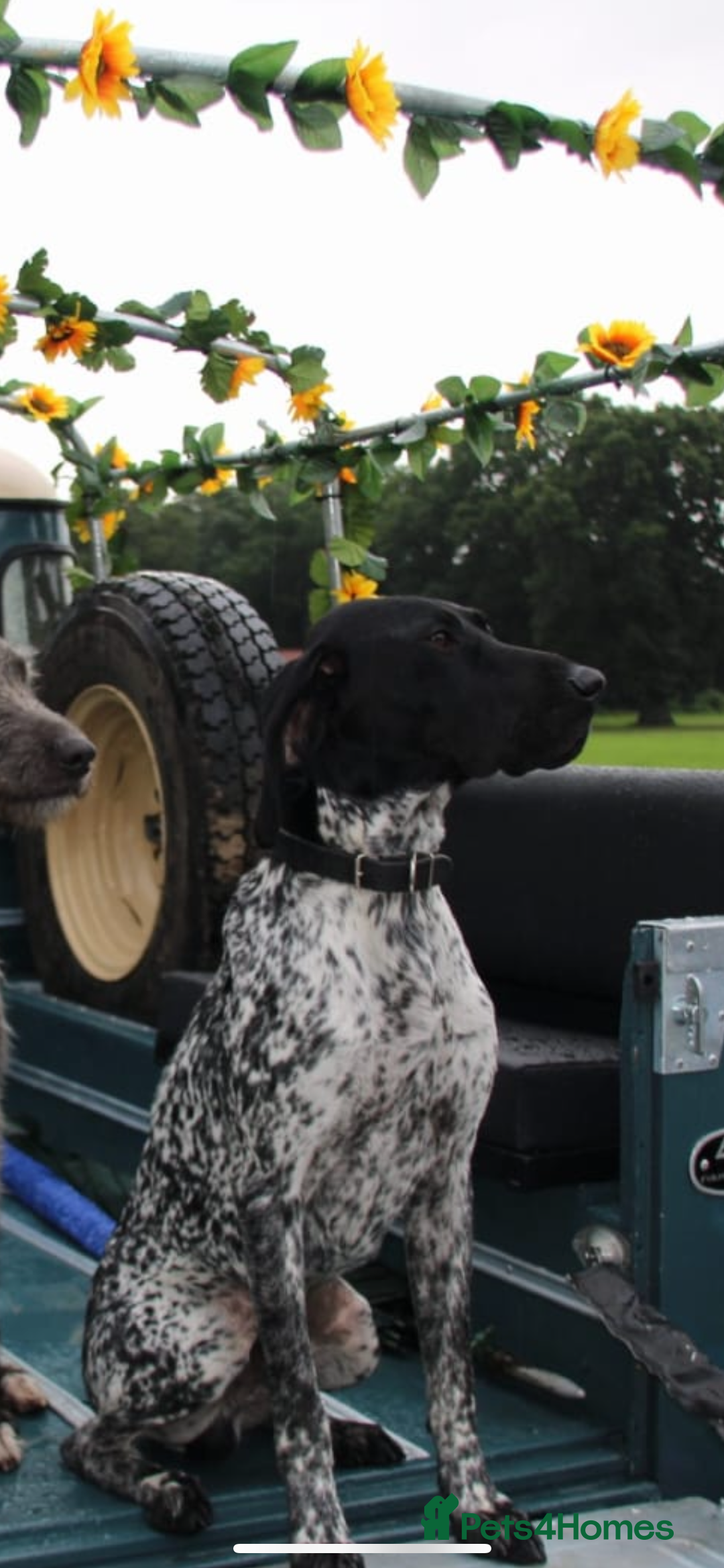 German Shorthaired Pointer dogs for stud: Proven - B + W KC German Shorthaired Pointer stud  - Image 2