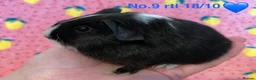Guinea Pig rodents for sale: Gorgeous baby Guinea pigs - Advert 9