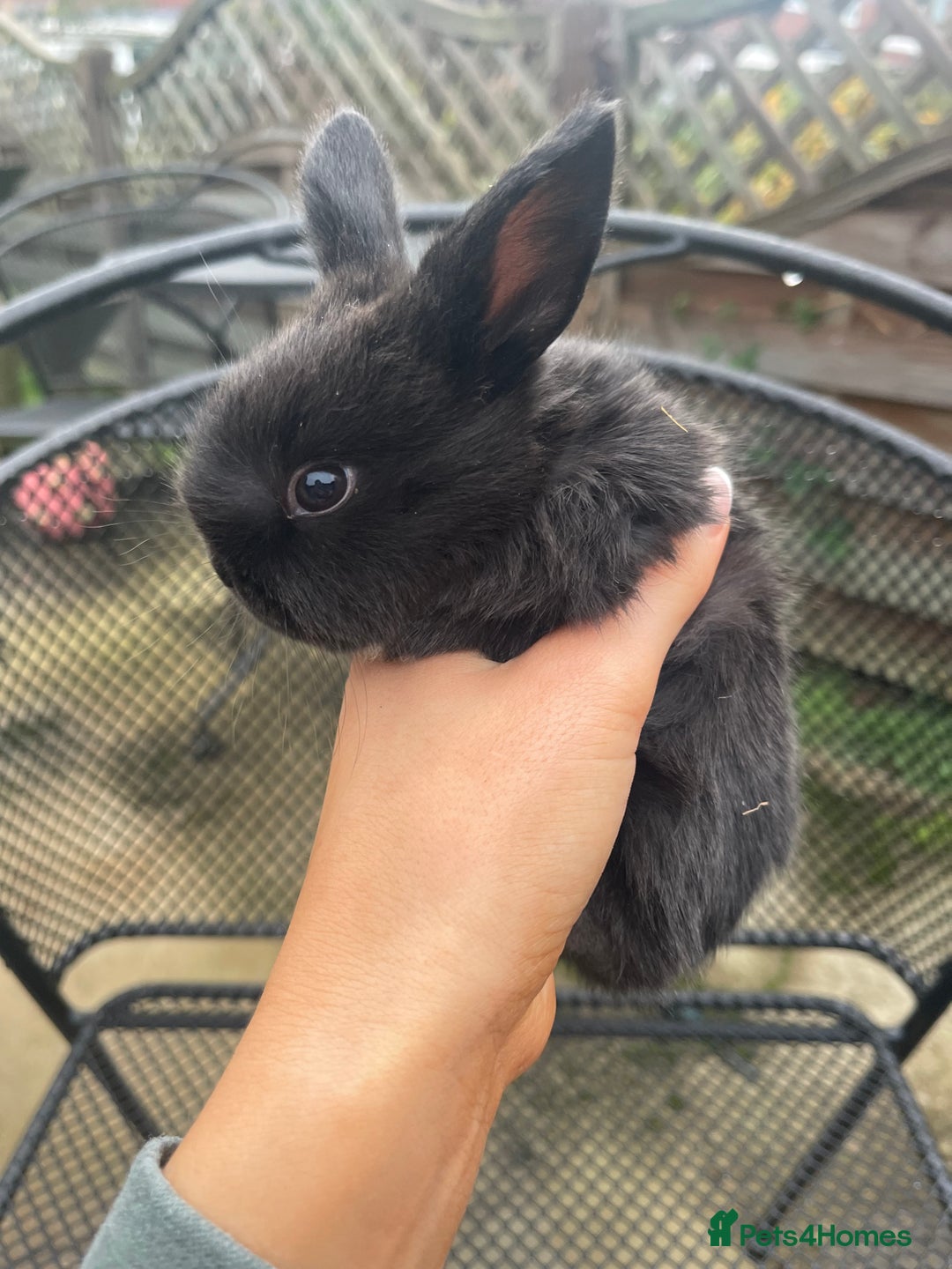 Mini Lop rabbits for sale: Baby Mini Lop Bunnies for Sale - Advert 3