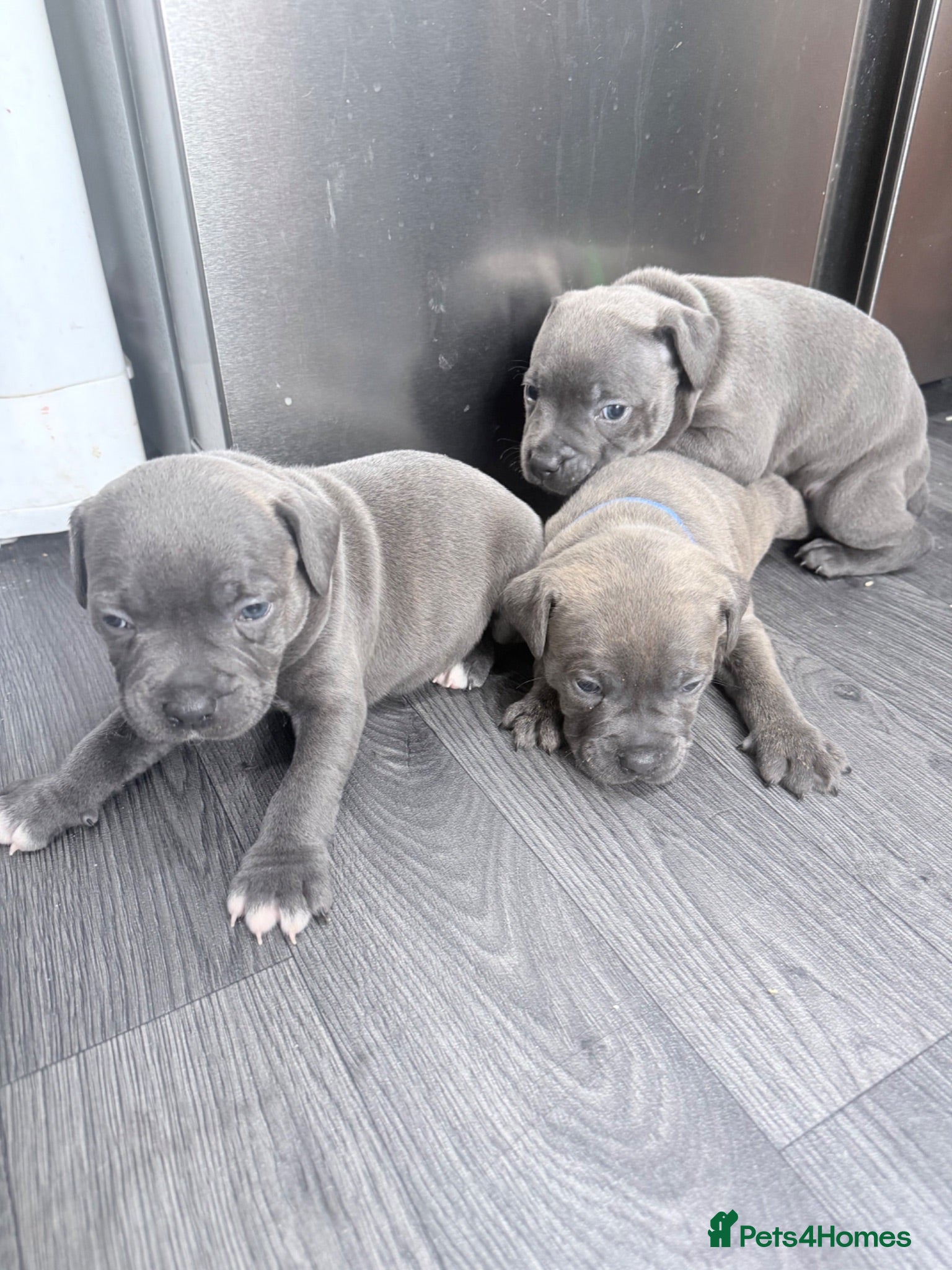 Staffordshire Bull Terrier dogs 🐶 3 Beautiful Blue/Blue Brindle Staffy Puppies 🐶 - Advert 17