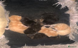 Mixed Breed cats for sale: Gorgeous kittens💗 - Image 3