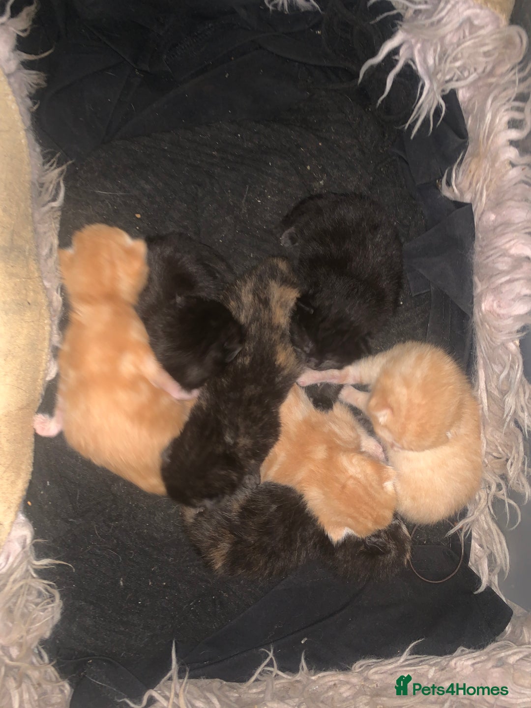 Mixed Breed cats for sale: Gorgeous kittens💗 - Image 3