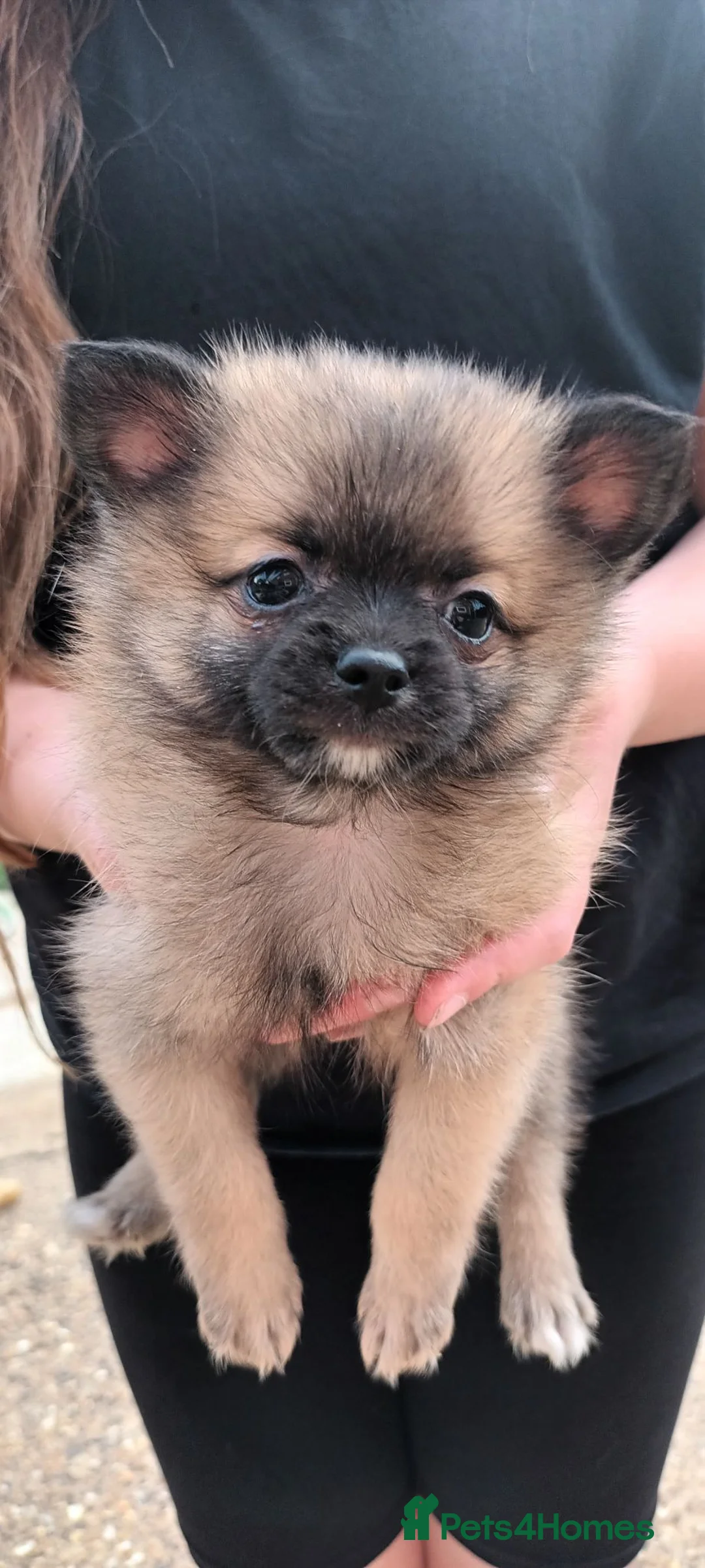 Pomeranian dogs for sale: 4 pomeranian boys, Ready for forever homes  - Advert 10
