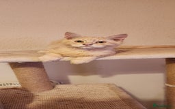 Maine Coon cats for sale: Pure Pedigree Maine Coon kittens  - Image 6