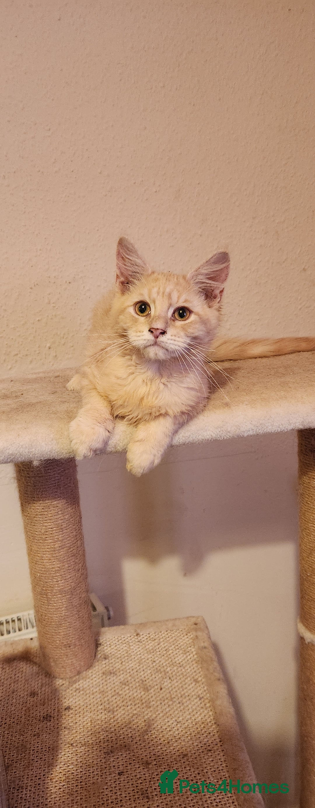 Maine Coon cats for sale: Pure Pedigree Maine Coon kittens  - Image 6