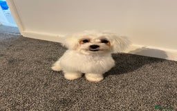 Maltese dogs for sale: 8 month old Female pedigree Maltese  - Image 2