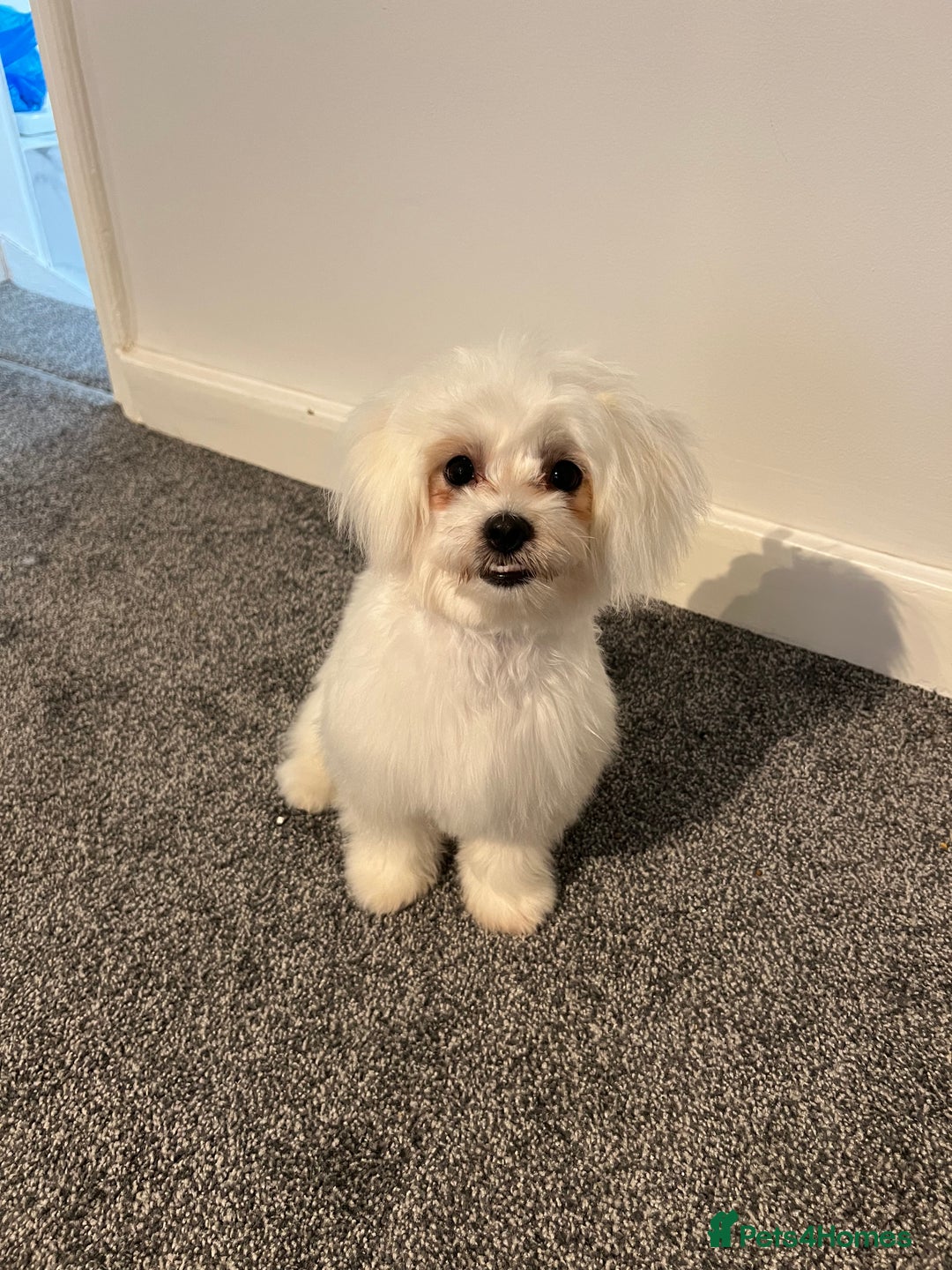 Maltese dogs for sale: 8 month old Female pedigree Maltese  - Image 2
