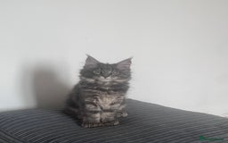Maine Coon cats for sale: TICA Registered Maine Coon Kittens Blue/Silver - Image 7