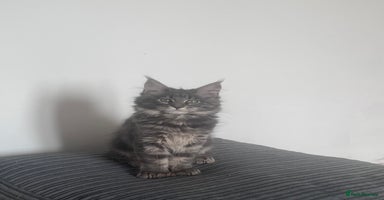 Maine Coon cats - Advert 1