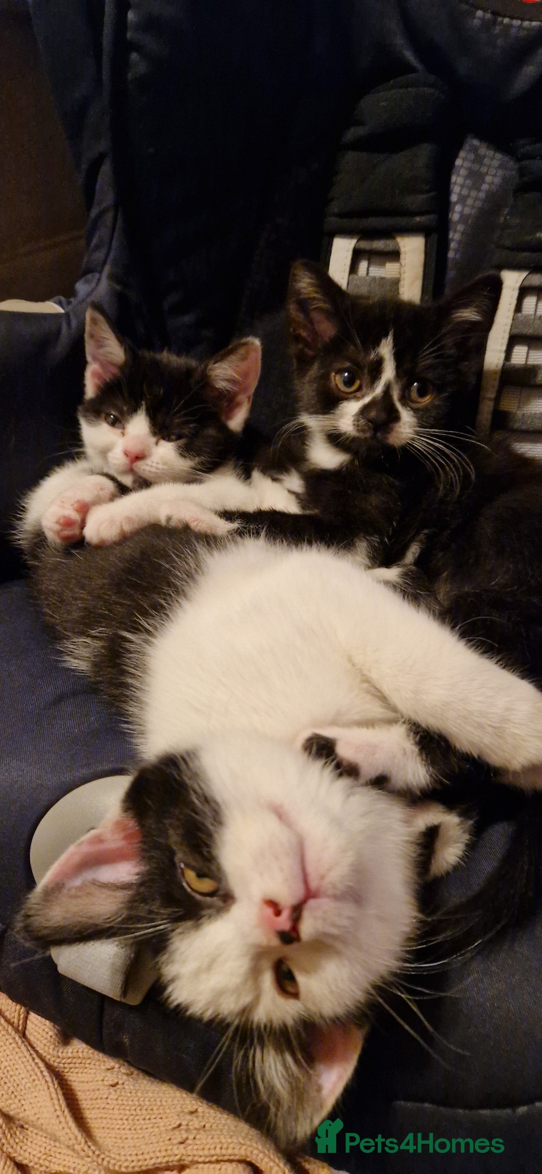 British Shorthair cats for sale: British shorthair mix looking for new home - Advert 3