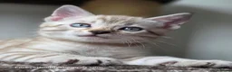 Bengal cats for sale: Rare Cashmere & Short Hair Bengals  - Advert 8