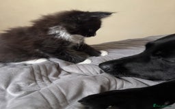 Maine Coon cats for sale: TICA registered large MaineCoon polydactyl kittens - Image 13