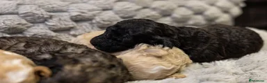 Mini Goldendoodle - Black with white markings