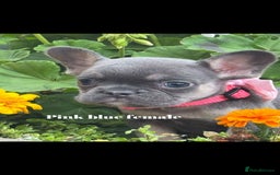 French Bulldog dogs for sale: Beautiful fluffy/ fluffy carrier Frenchie pups  - Image 25