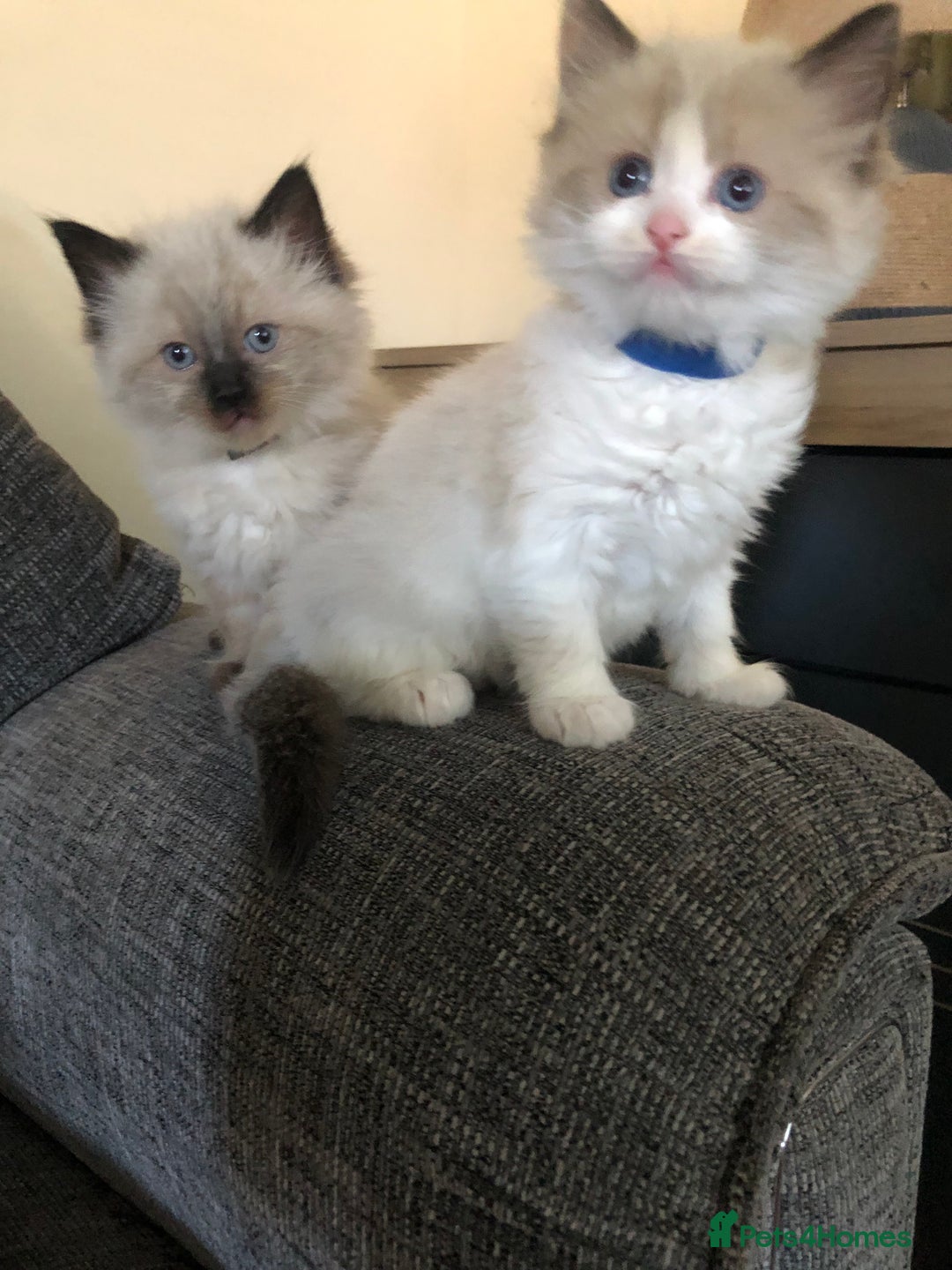 Ragdoll cats for sale: Beautiful Ragdoll kitties - Advert 11