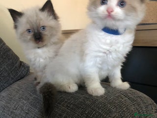 Ragdoll cats Beautiful Ragdoll kitties - Advert 1