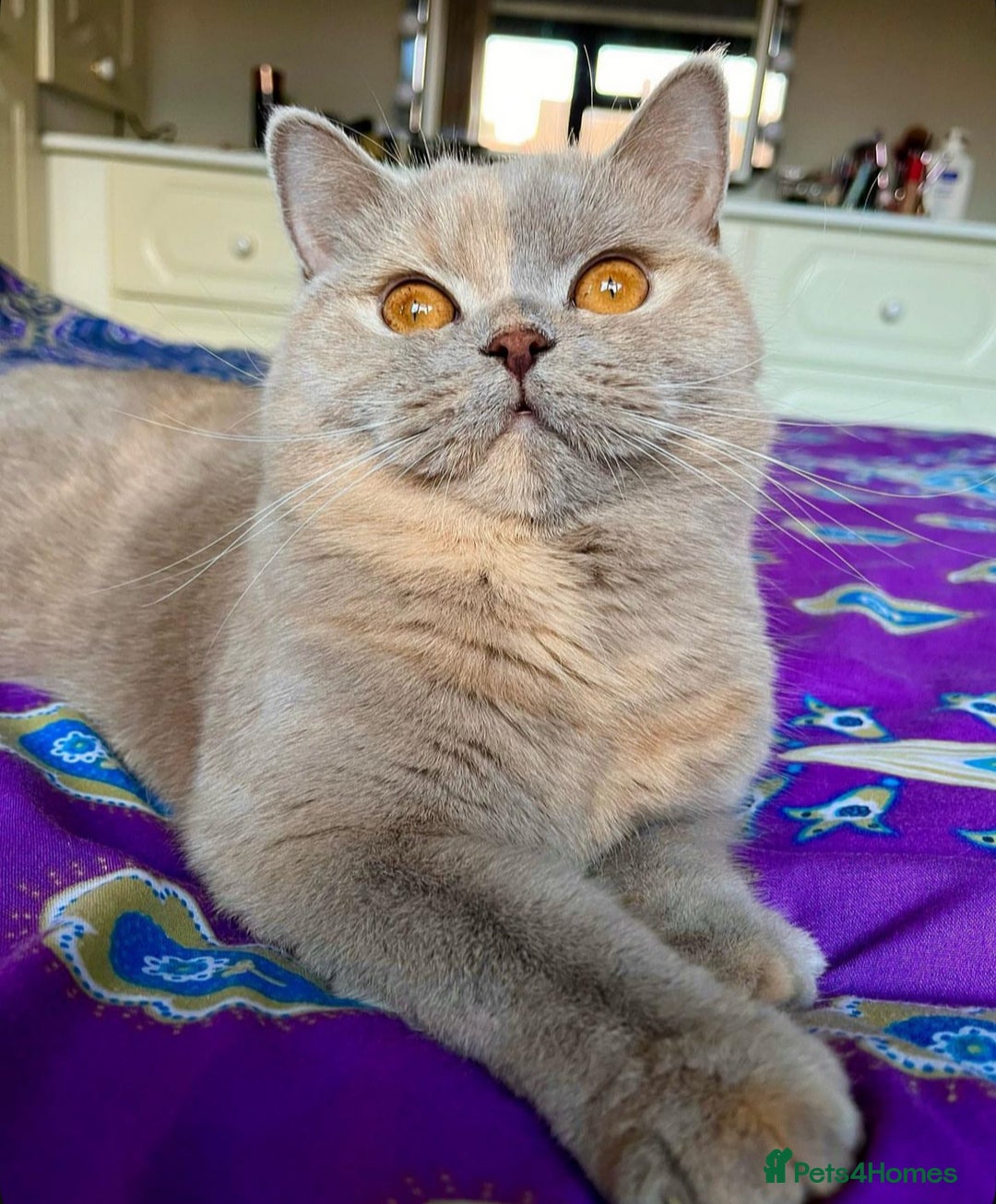British Shorthair cats for sale: Show quality lilac British shorthair Tica🏆 - Image 9