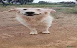 Labrador Retriever dogs for adoption: Bubi! - Image 1