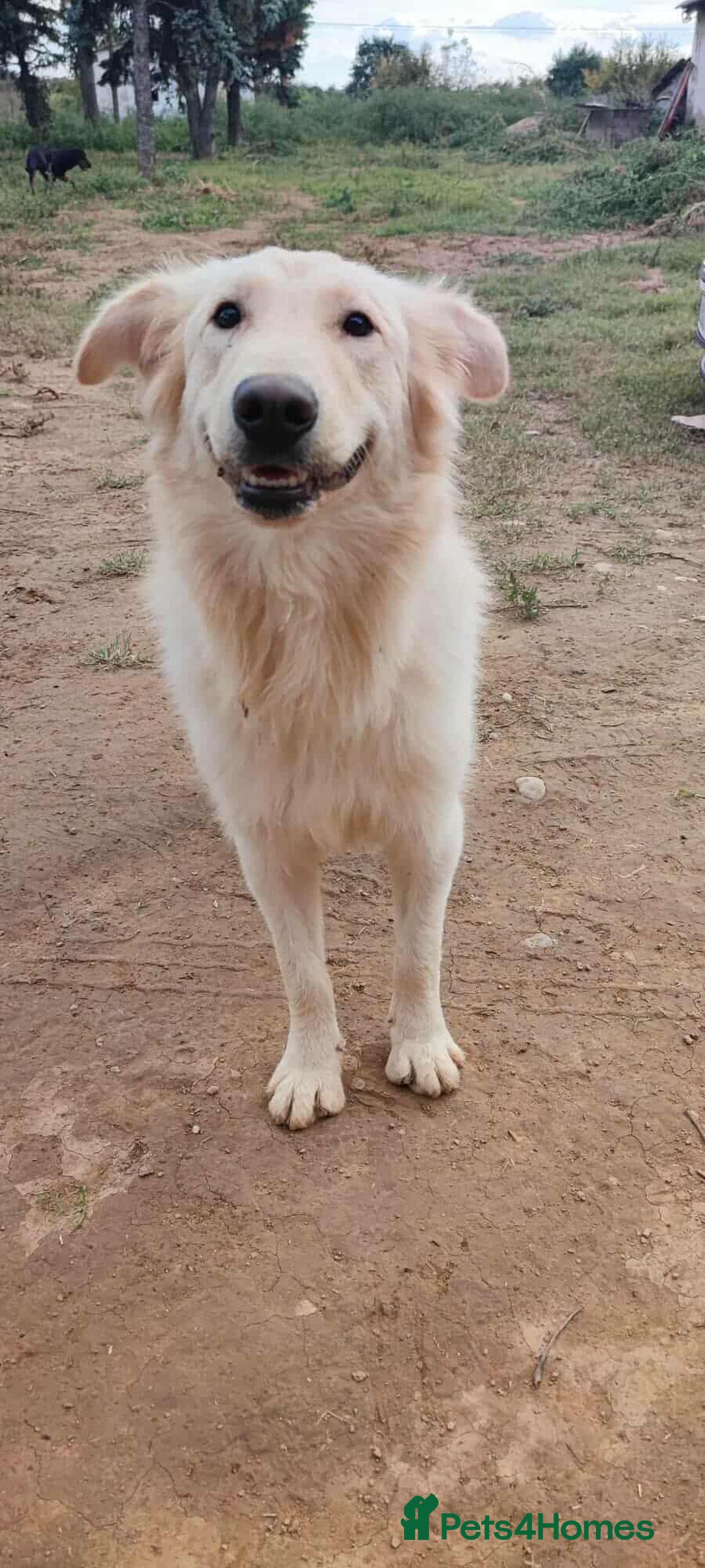 Labrador Retriever dogs for adoption: Bubi! - Image 1