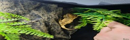 Gecko reptiles for sale: Crested Gecko with enclosure - female - Advert 3