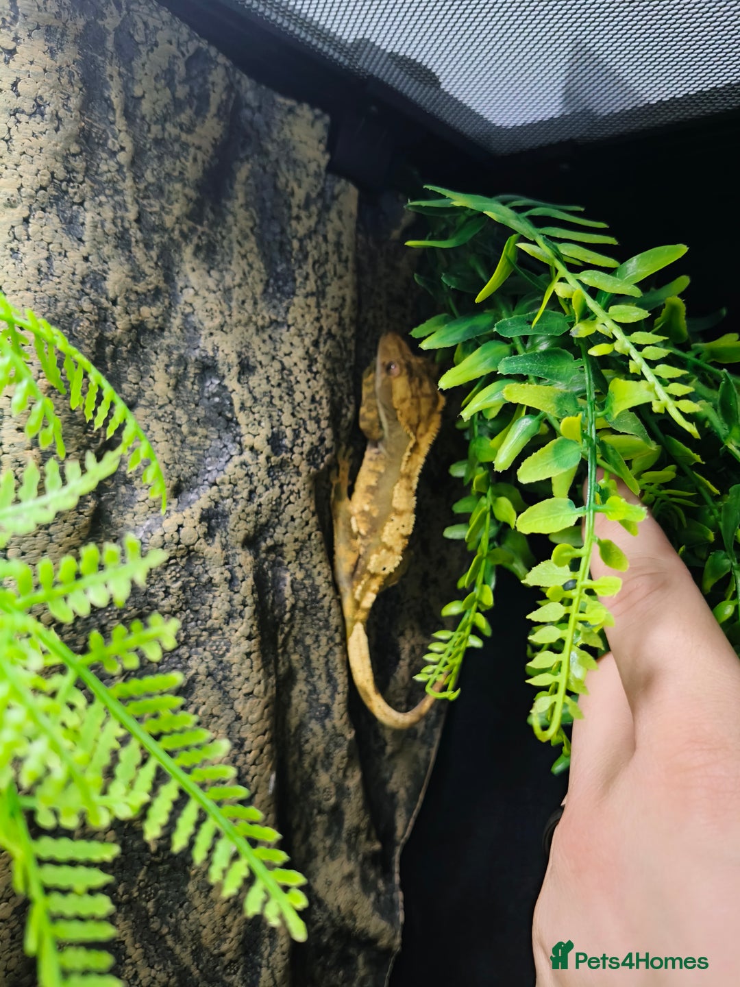 Gecko reptiles for sale: Crested Gecko with enclosure - female - Advert 3