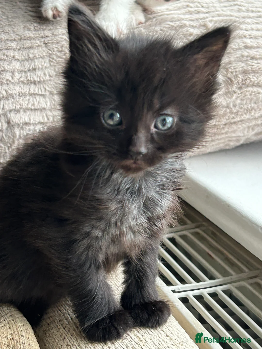 Mixed Breed cats for sale: Beautiful fluffy girl  - Advert 3