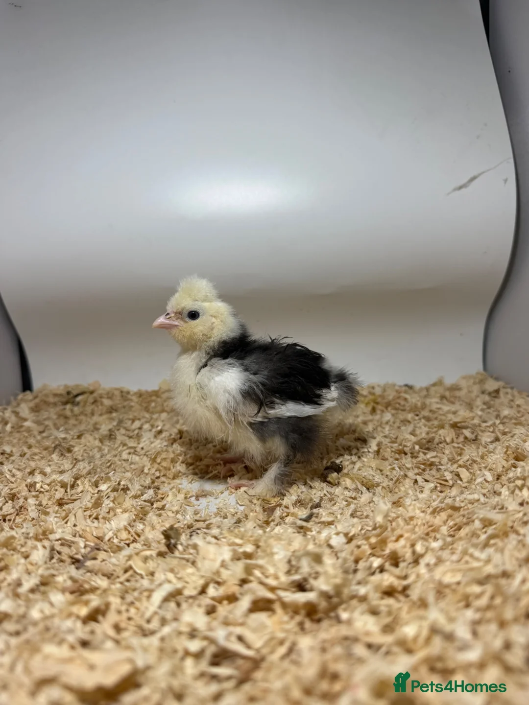 Chickens poultry for sale: 🐥🐣🥚USA Bearded silkies🐥Vorwerk🐥Brahmas🥚🐣🐥 - Advert 40